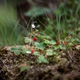 Day trip to Storforsen Nature Reserve - Treehotel Activity