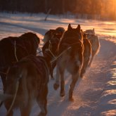 Dog Sledding, Day tour - Treehotel Activity
