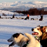 5B: Dog Sledding in Tromsø