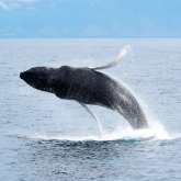 Whale Watching in Reykjavik