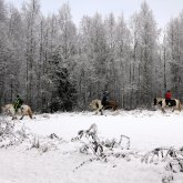 Relaxing Horse Ride - Treehotel Activity