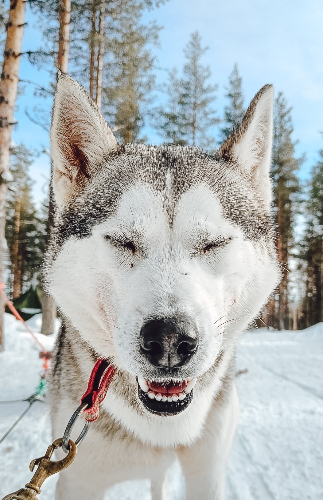 Rovaniemi Arctic New Year’s Escape