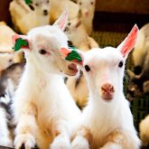 4I: Farm visit in Lofoten
