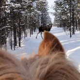 Moose safari on a horse – Ice Hotel Activity