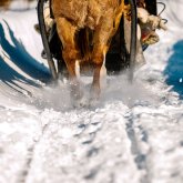 Snug sleigh or cart ride - Treehotel Activity