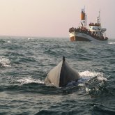 Whale Watching in Husavik