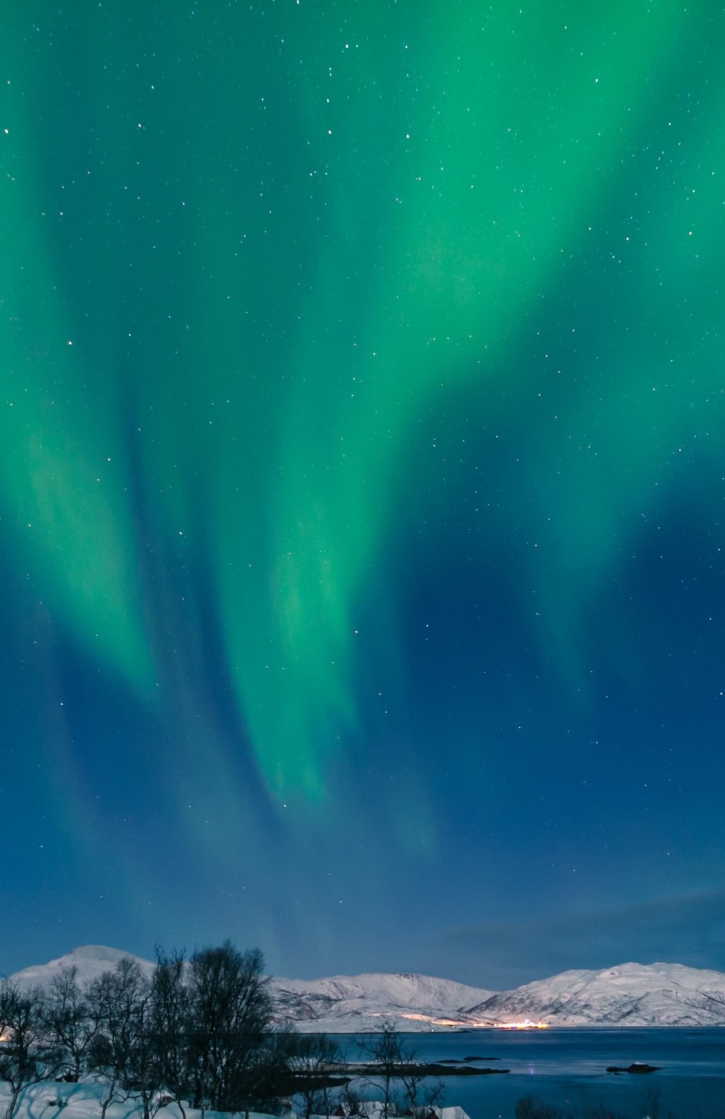 Tromsø Wildlife Cruise & Northern Lights