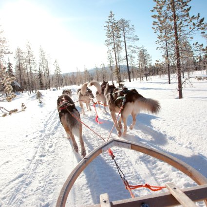 Husky safari clearance