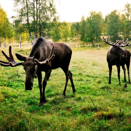 moose safari oslo