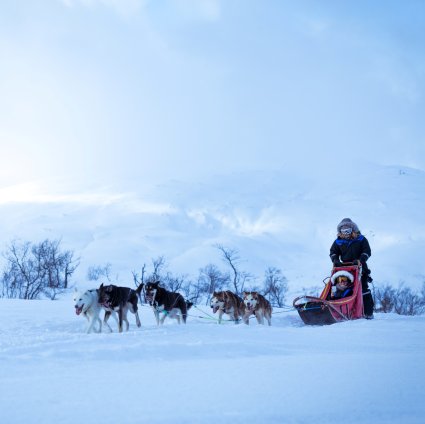 Self sledding online dog