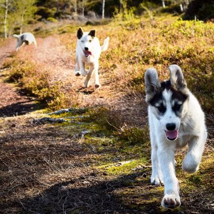 Husky hiking store