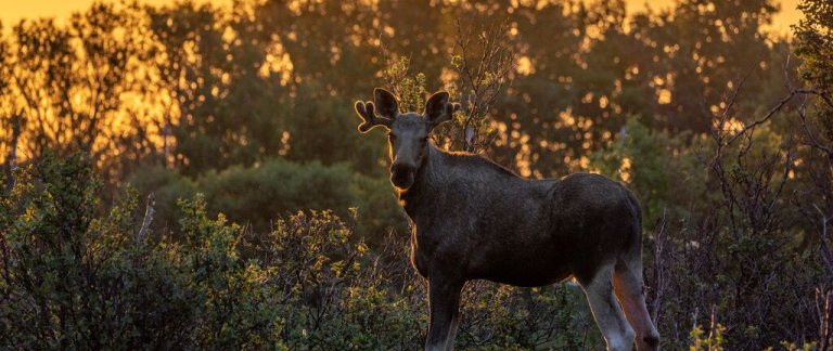 Image by Visit Norway, Ismaele Tortella